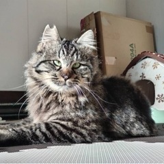 ゴージャスな長毛メメくん　再募集！