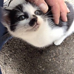 子猫
