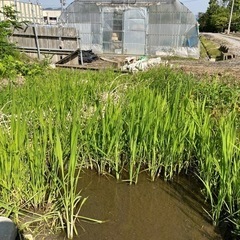 今年も真菰植え替えの
季節になりましたマコモタケ作りませんか
