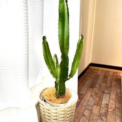 大雲閣【多肉植物】🌵