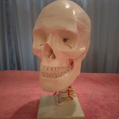 頚椎付き頭蓋骨模型