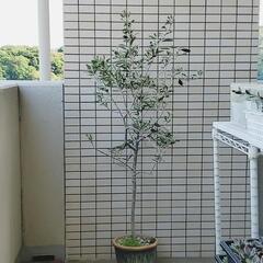商談成立いたしました。オリーブ