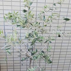 商談成立いたしました。オリーブの画像