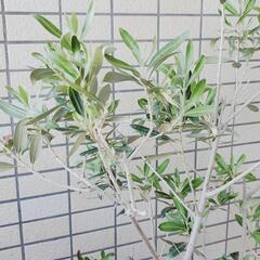 商談成立いたしました。オリーブの画像