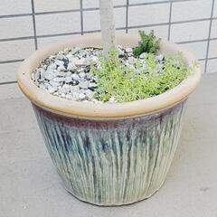 商談成立いたしました。オリーブの画像