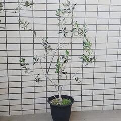 商談成立いたしました。　オリーブの木
