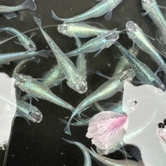 メダカ🐟　卵　各種　めだかの画像