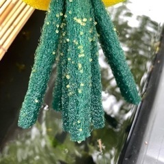 メダカ🐟　卵　各種　めだかの画像
