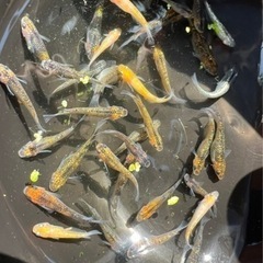 メダカ🐟　卵　各種　めだか