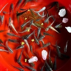 メダカ🐟　卵　各種　めだかの画像
