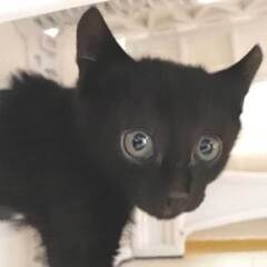 2023年5月8日シェルター入所の黒子猫メスの里親さん募集します