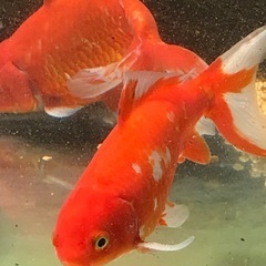 金魚　和金　大　10ｃｍくらい　1匹の画像