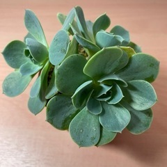 多肉植物　七福神　三つ子ちゃん