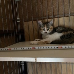 1匹います