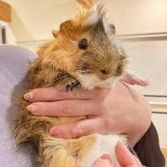 アビシニアンモルモット男の子0才10ヶ月里親募集 - 堺市