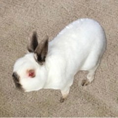 うさぎ 里親募集