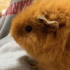 モルモット里親募集中