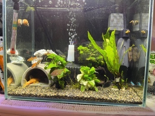 熱帯魚込1式 コンセントさせばすぐ飼育可能