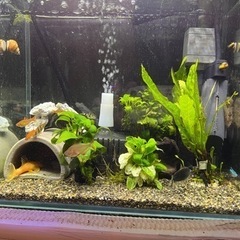 熱帯魚込1式 コンセントさせばすぐ飼育可能