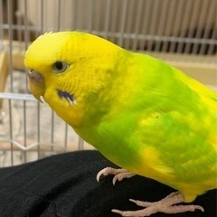 セキセイインコが逃げてしまいました。