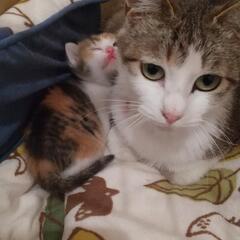 サバトラ白？メス猫ちゃん　避妊済み　未捕獲