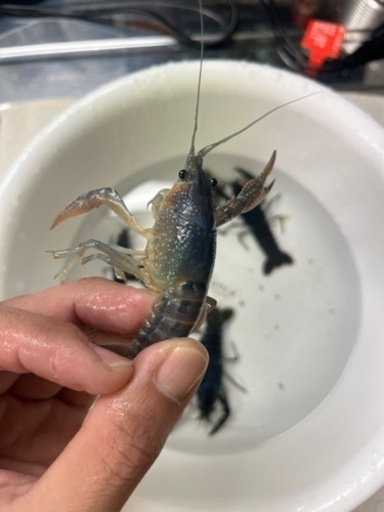 カラーザリガニ(青、水色、濃紺)6匹　水槽セット