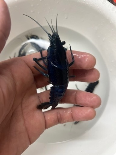 カラーザリガニ(青、水色、濃紺)6匹　水槽セット