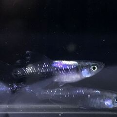 めだか屋チャティー　改良めだか（メダカ）　わいわい市 寒川店にて販売します！　　5/14 - イベント