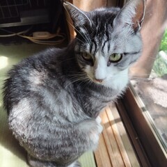 里親様決定いたしました！ありがとうございました − 福岡県