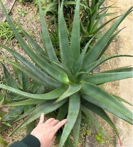 Aloe rupestris アロエ ルペストリス
