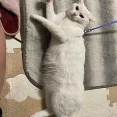 里親さん決まりました