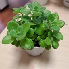 多肉植物 (アロマティカス③)