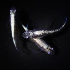 星河ヒレ長　ラメ系　1ペア+1の画像