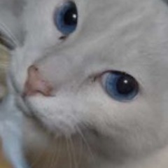 《急ぎ！》真っ白な男の子！