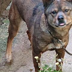 (甲斐犬) - 犬
