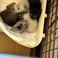 至急 可愛い 生後１ヶ月くらい 子猫ちゃん 3匹