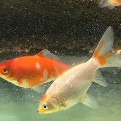 金魚　和金　中　1匹の画像