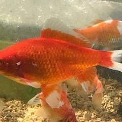 金魚　和金　中　1匹の画像