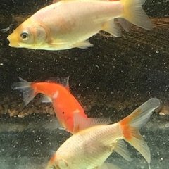 金魚　和金　中　1匹の画像