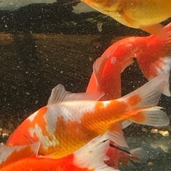 金魚　和金　中　1匹
