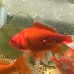 金魚　和金　中　1匹の画像