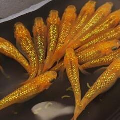 レクリスメダカ１ペア2022年産