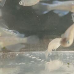 青蝶メダカ20匹+αの画像