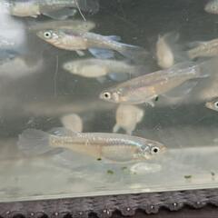 青蝶メダカ20匹+αの画像
