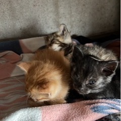 里親募集です