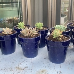 多肉植物