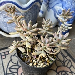多肉植物①🪴