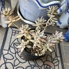 多肉植物①🪴の画像