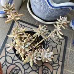 多肉植物①🪴の画像