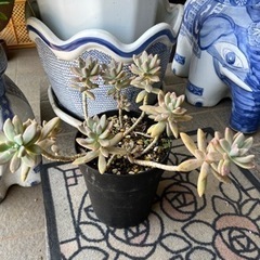 多肉植物①🪴の画像